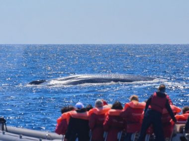 Baleia azul Blue whale fact sheet