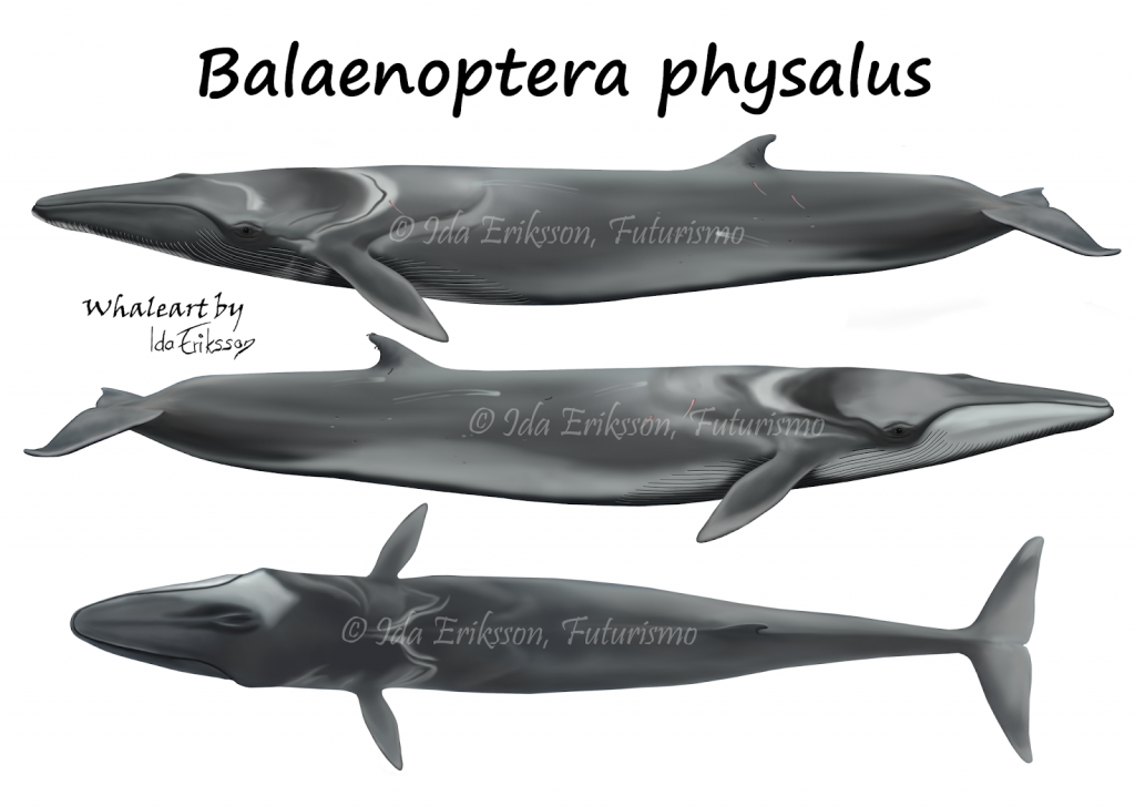 fin whale size