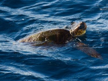 Loggerhead turtle fact sheet