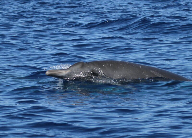 beaked whale
