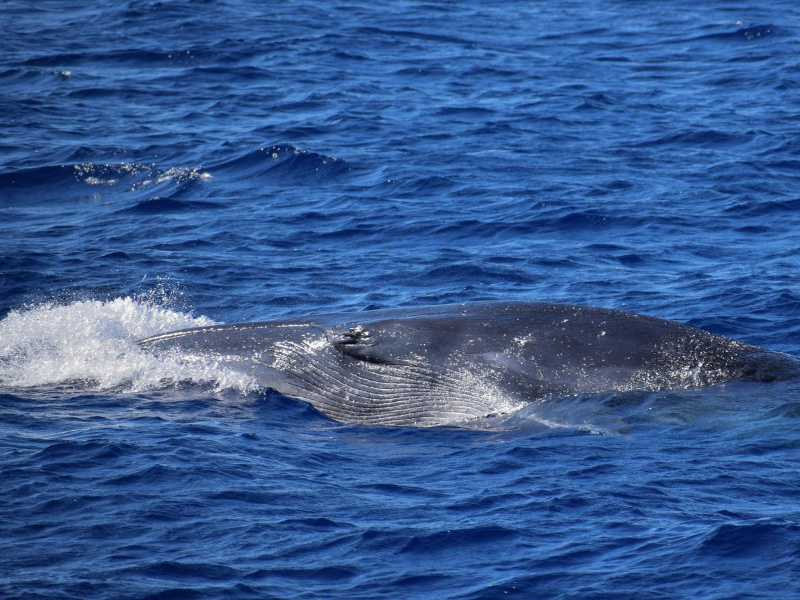 bryde's whale