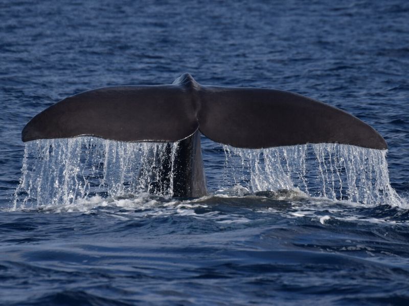 cachalote sperm whale fact sheet