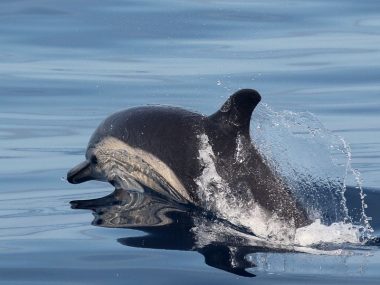 common dolphin fact sheet