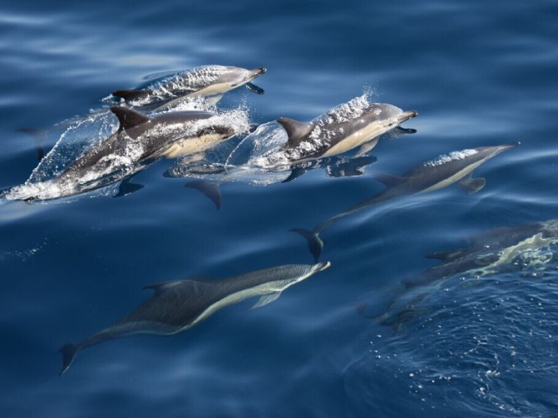 oceanic dolphins fact sheet