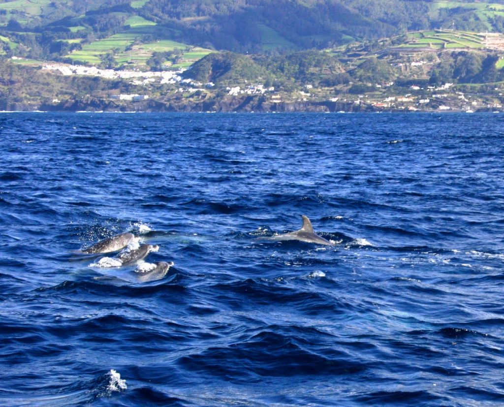 Common dolphins, bottlenose dolphins and pilot whales - Azores Whales