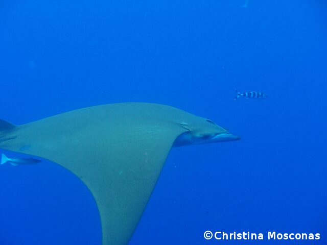 Swimming with a devil ray - Azores Whales