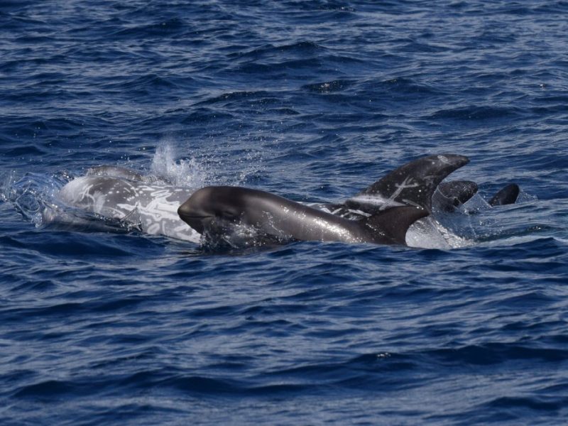 risso's dolphins azores