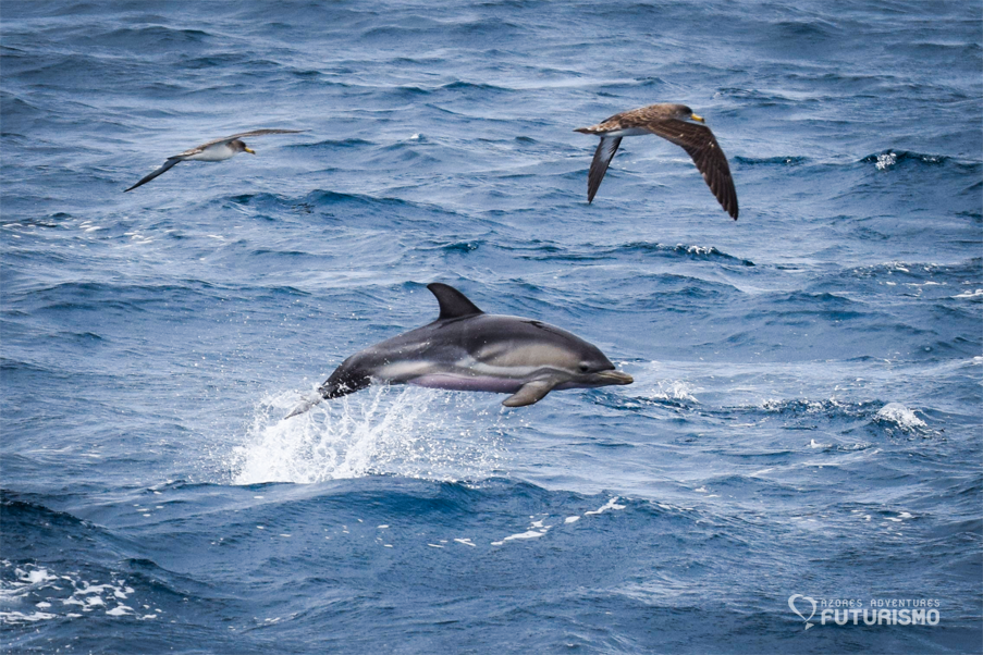 Amazing sunny day with 5 species of dolphins! - Azores Whales