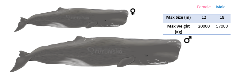 Sexual dimorphism in toothed whales: which are the differences between