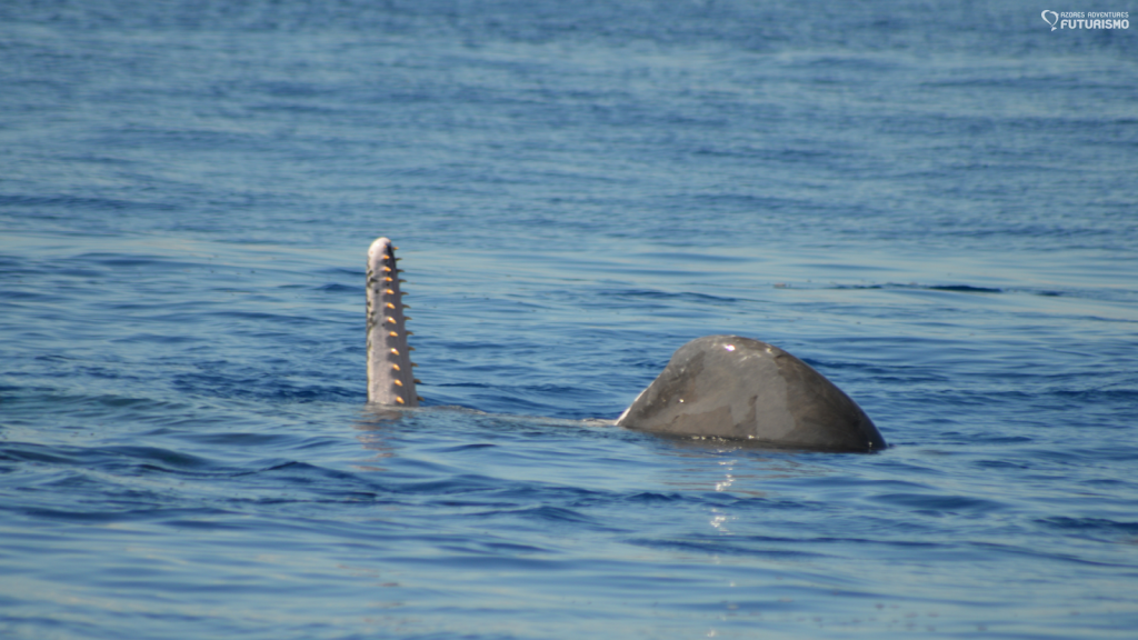 sperm whale mouth open