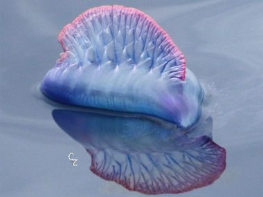 Portuguese Man-Of-War in the Azores