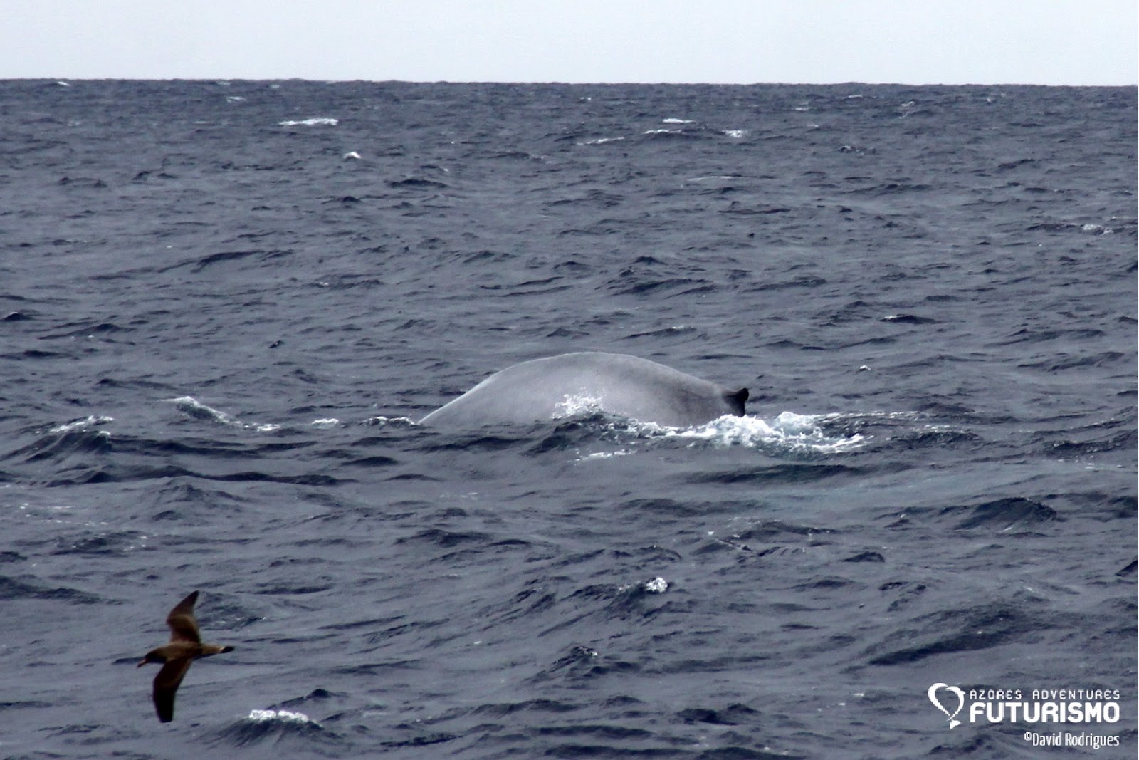 A day with the biggest animal on Earth: the blue whale - Azores Whales