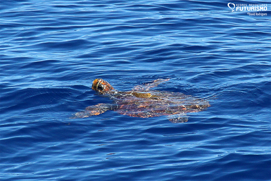 Mirrored waters, sperm whale breaching, turtles and many dolphins ...