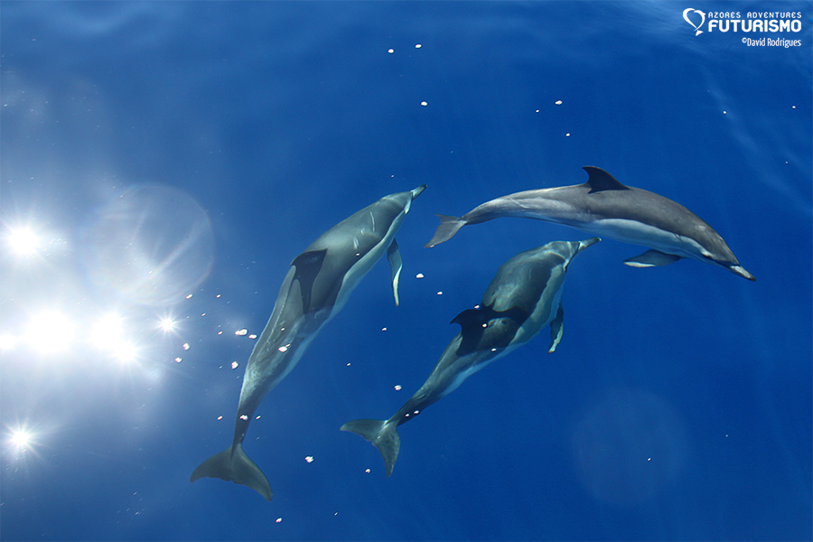 Mirrored waters, sperm whale breaching, turtles and many dolphins ...