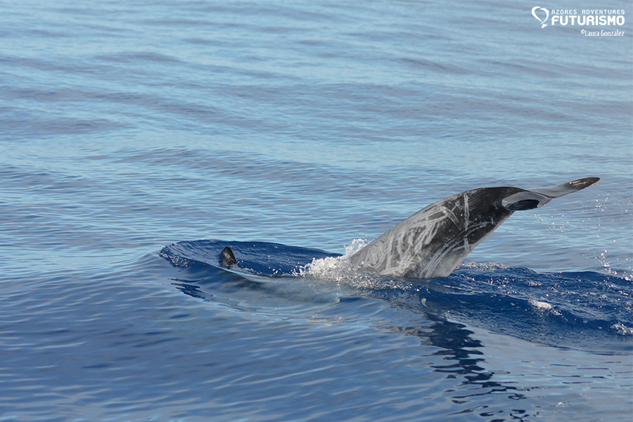 A nice summer day with 300 spotted dolphins and well-known sperm
