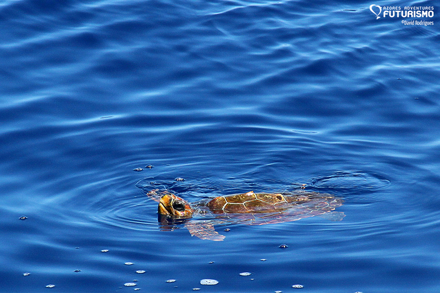 Mirrored waters, sperm whale breaching, turtles and many dolphins ...