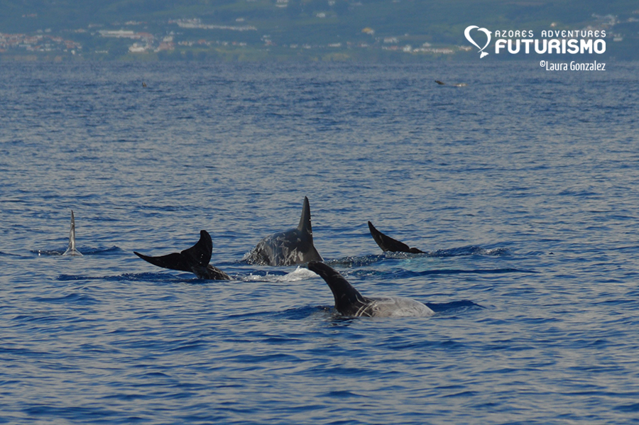 Memorable dolphin sightings and a surprise in the afternoon