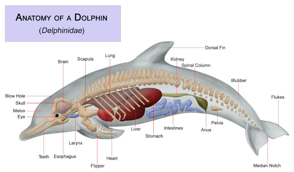 How Do Whales And Dolphins Sleep?