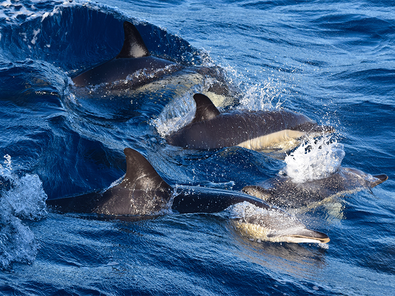 A pod of common dolphin in São Miguel