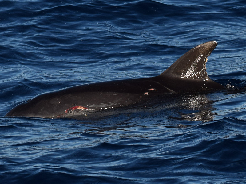 This bottlenose dolphin has peculiar scars