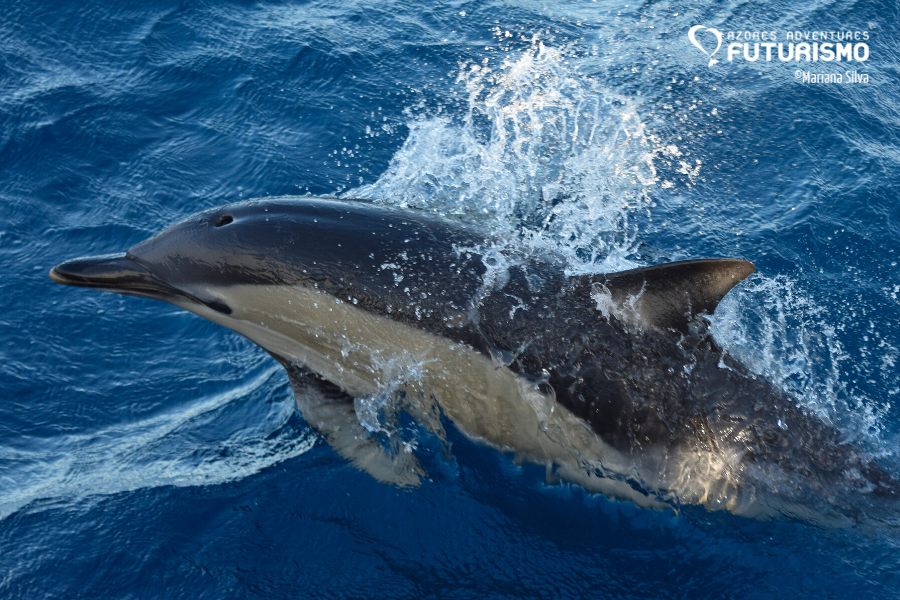 Common dolphin 
