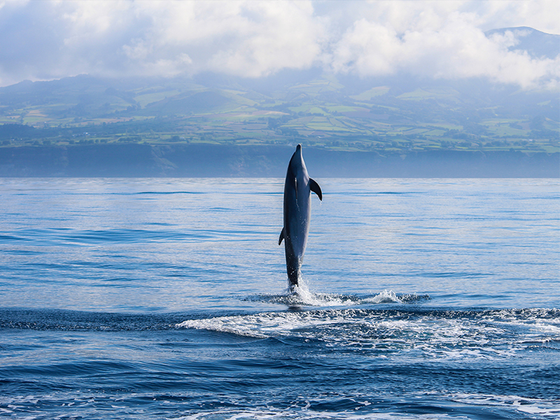 Bottlenose dolphin jumping in Azores
