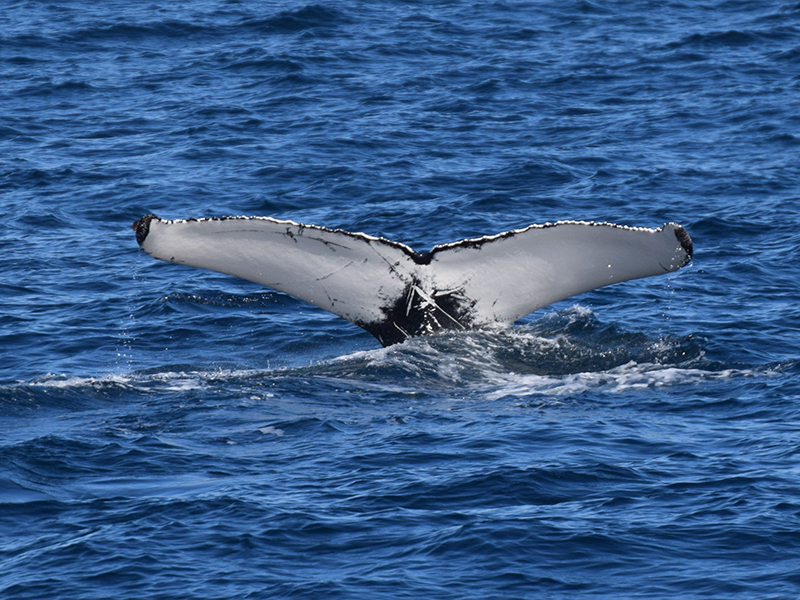Humpback whale showing the tail in Futurismo Whale Watching tour