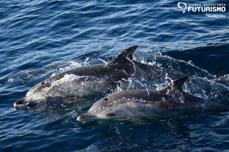 Atlantic spotted dolphins