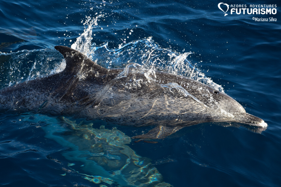 Adult spotted dolphin