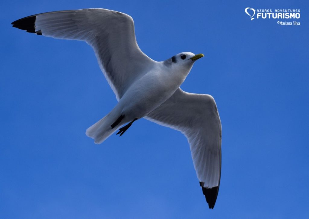 Black legged kittiwake