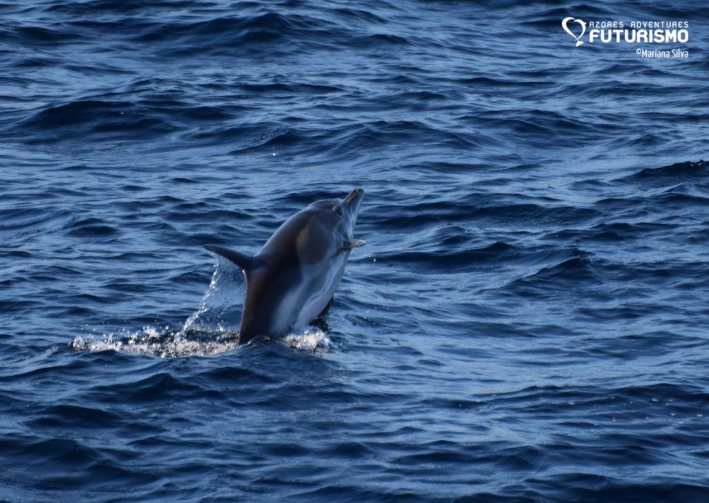 Dolphin jumping away