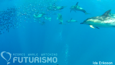 Dolphins drive small schooling fish