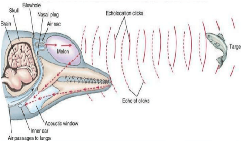 Echolocation of male indo-pacific bottlenose dolphin