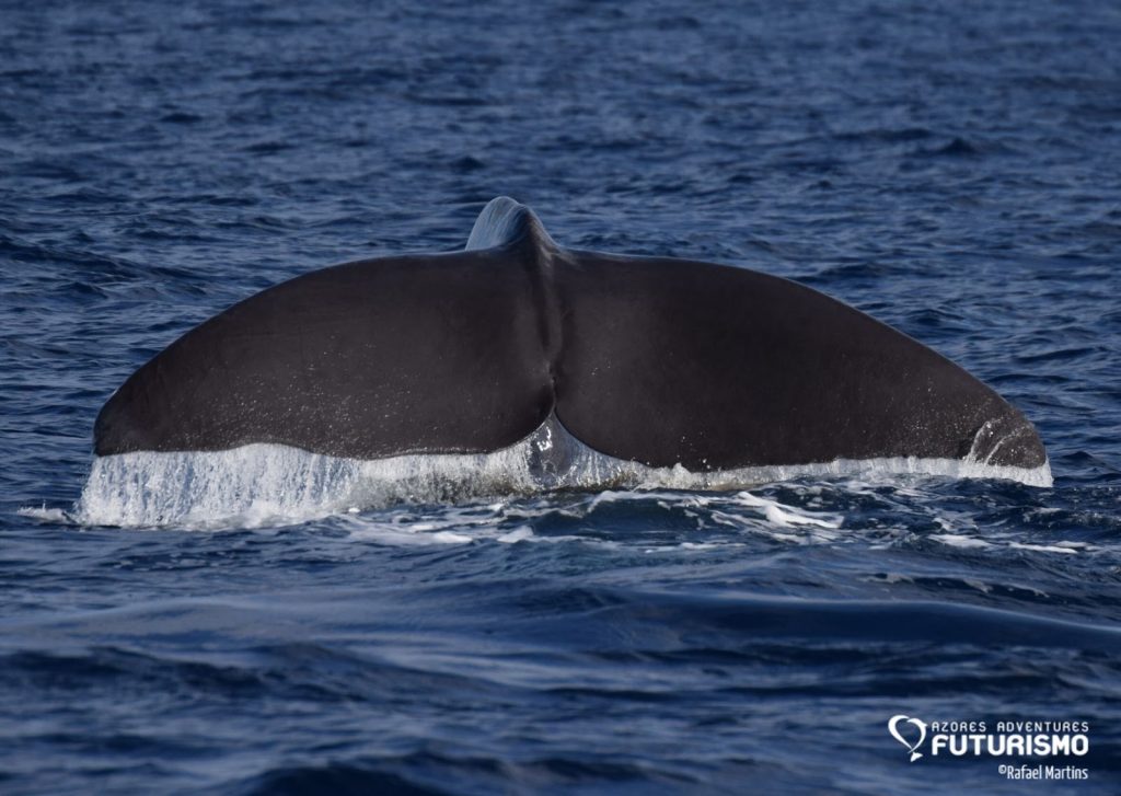 Mr liable showing the tail in São Miguel