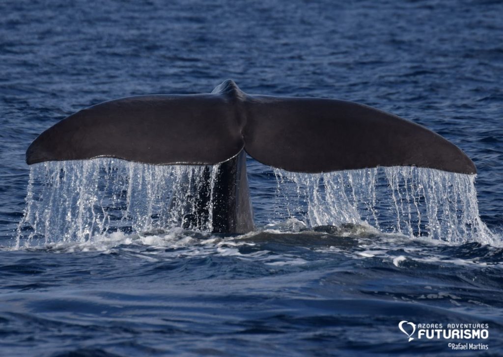 Male sperm whale Mr Liable