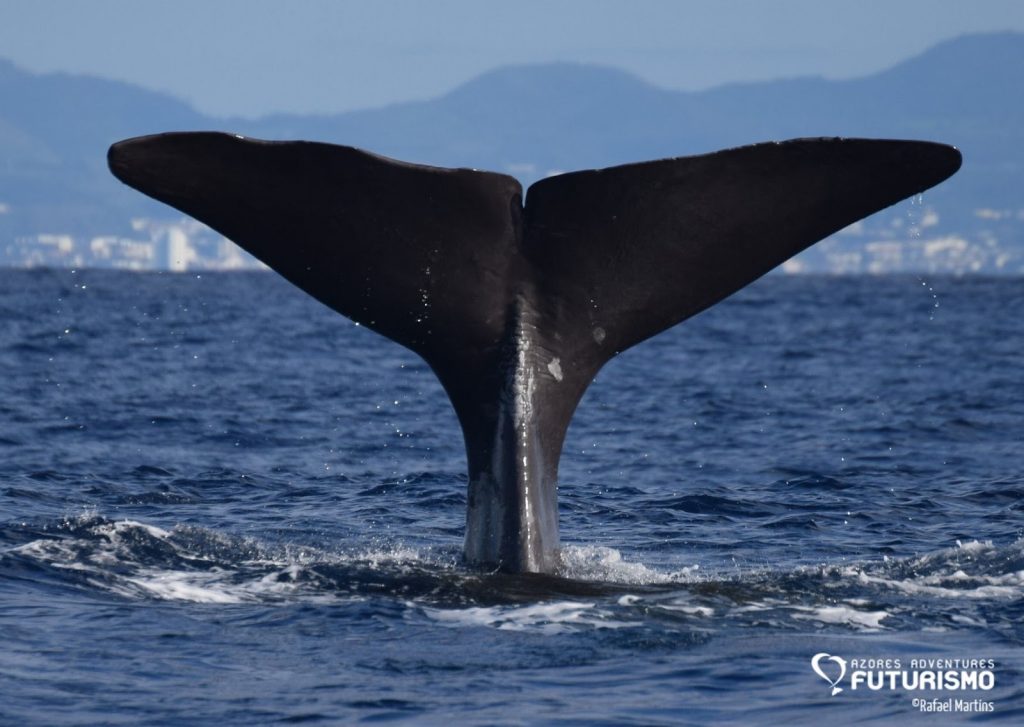 Sperm whale tail during Futurismo