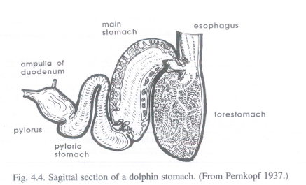 Sagittal section of a dolphins stomach