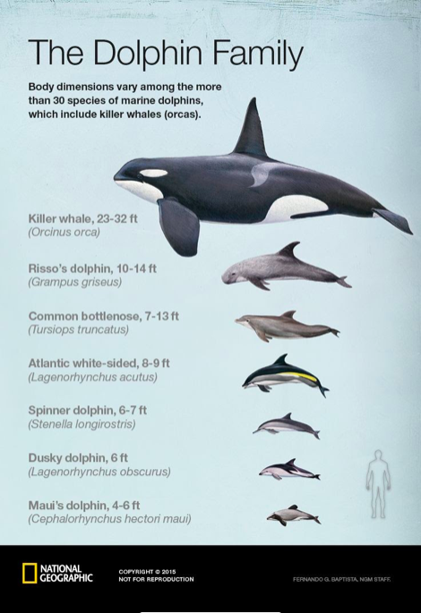 Size comparison among some species of dolphins