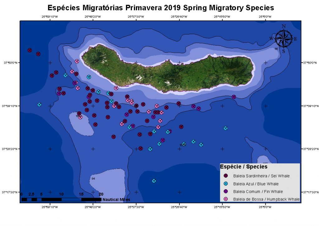 Spring migration Futurismo sightings sao miguel 2019