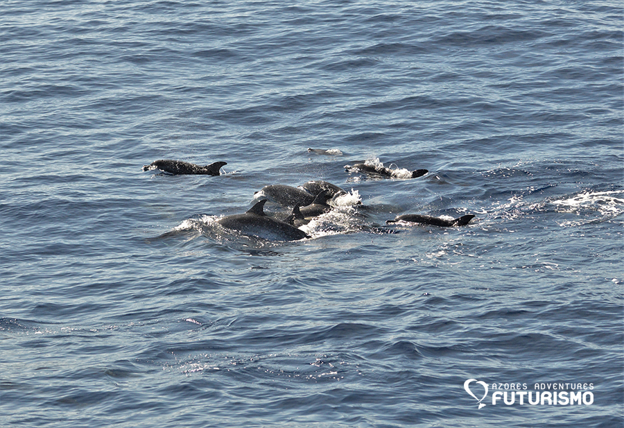 A pod of spotted dolphins 