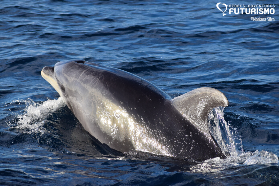 bottlenose dolphin futurismo