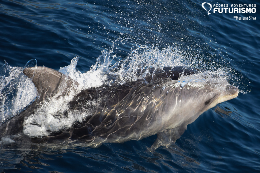 bottlenose dolphin Futurismo Azores