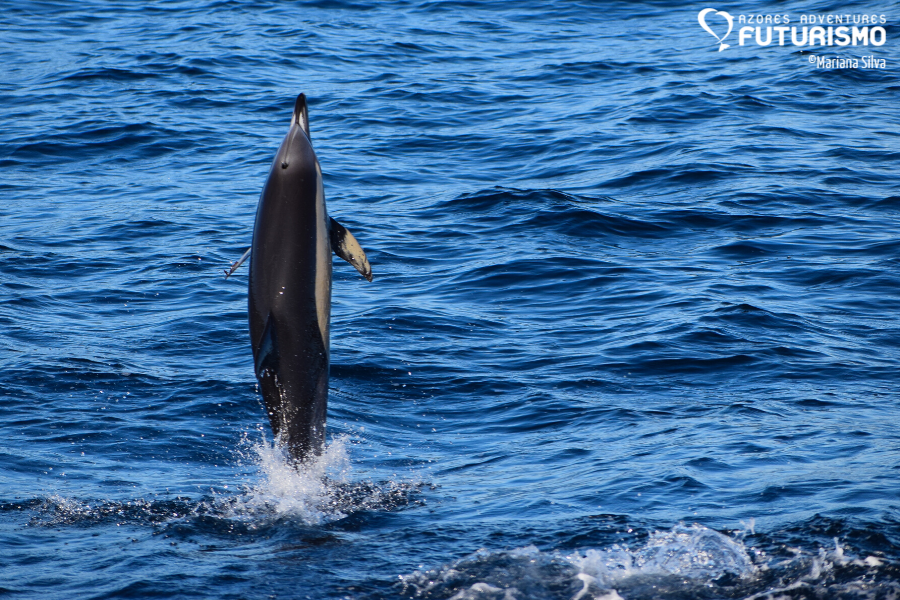 common dolphin making a big jump