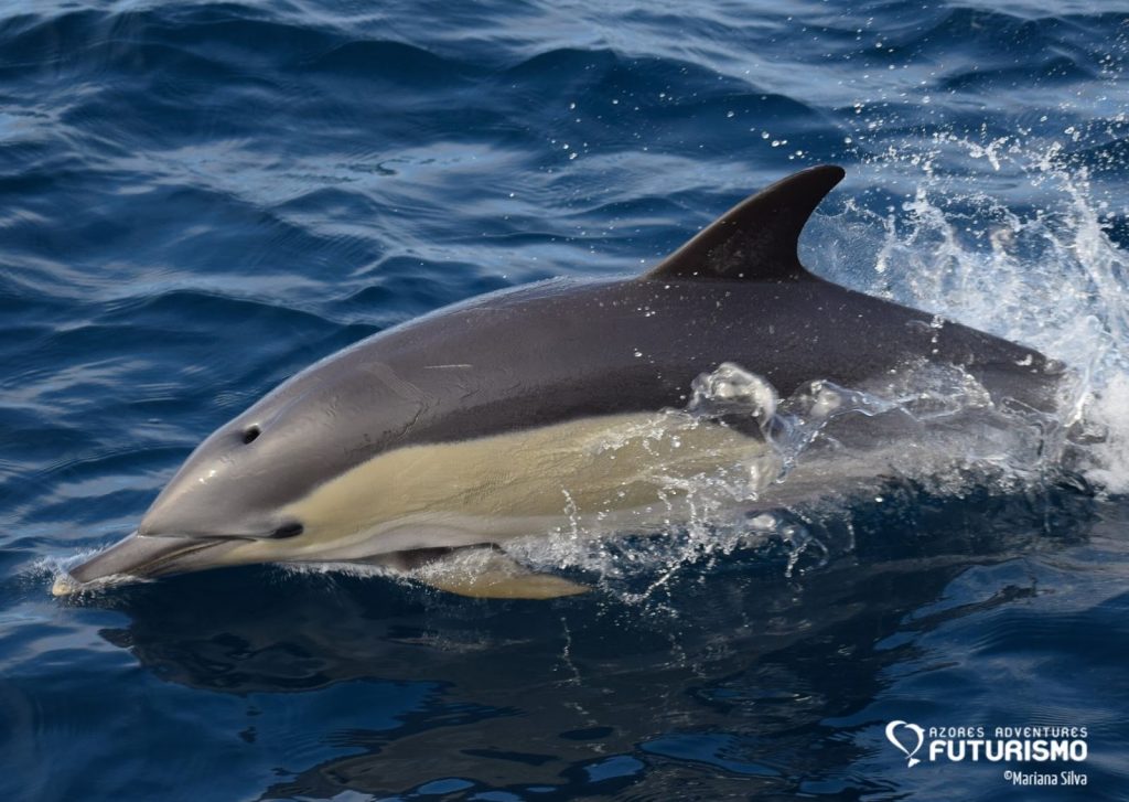 Common dolphin swimming