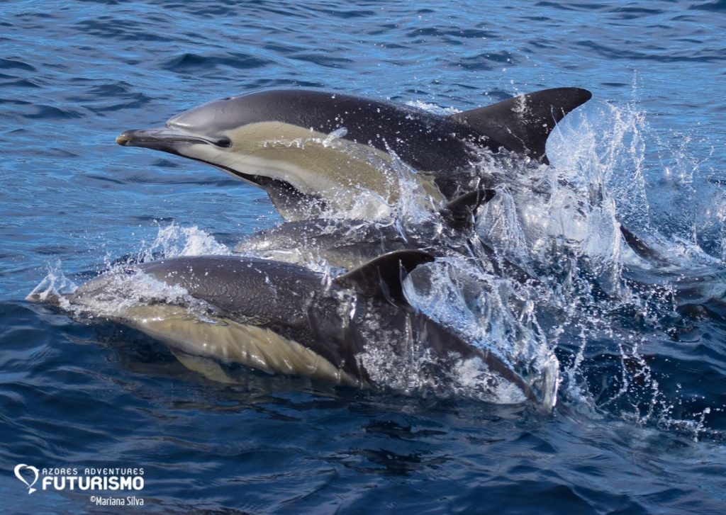 Futurismo whale and dolphin watching São Miguel with common dolphins