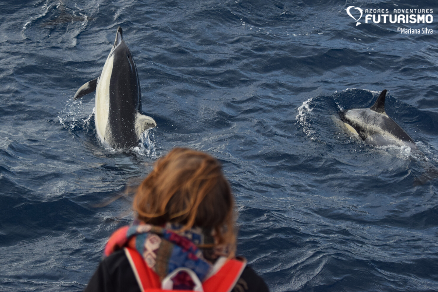 Common dolphin during Futurismo whale watching experience