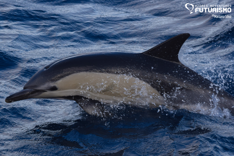 One common dolphin, November 2019