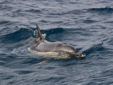 Common dolphin in São Miguel