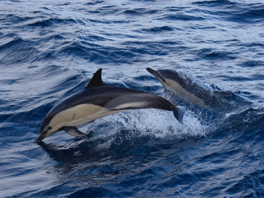 Commons dolphins jumping in Azores