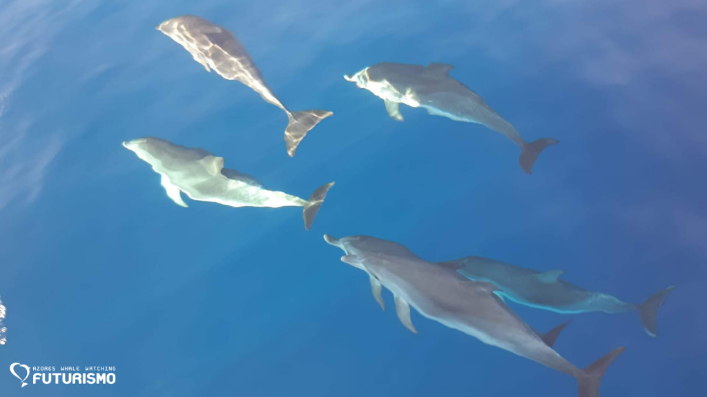 Whale and dolphin watching Futurismo